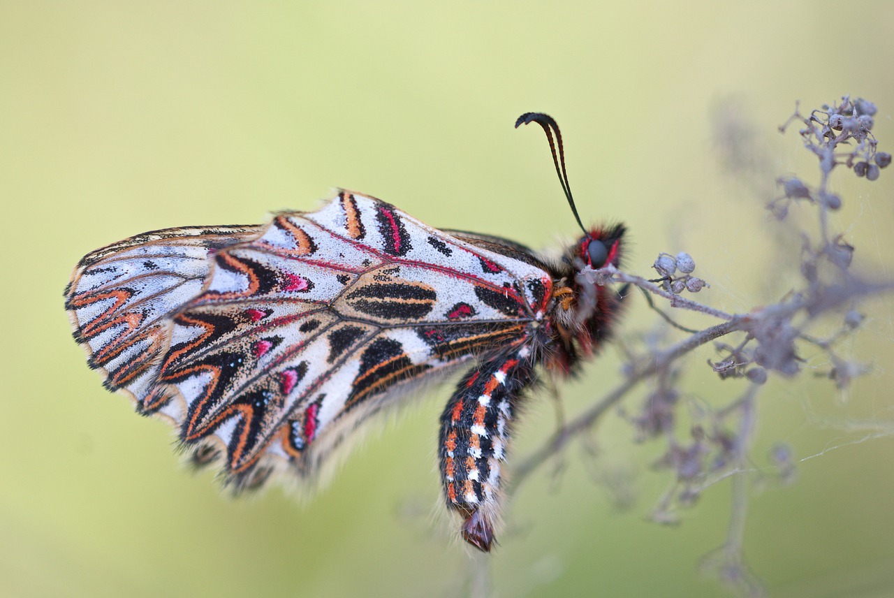 festoon butterfly zerynthia polyxena free photo