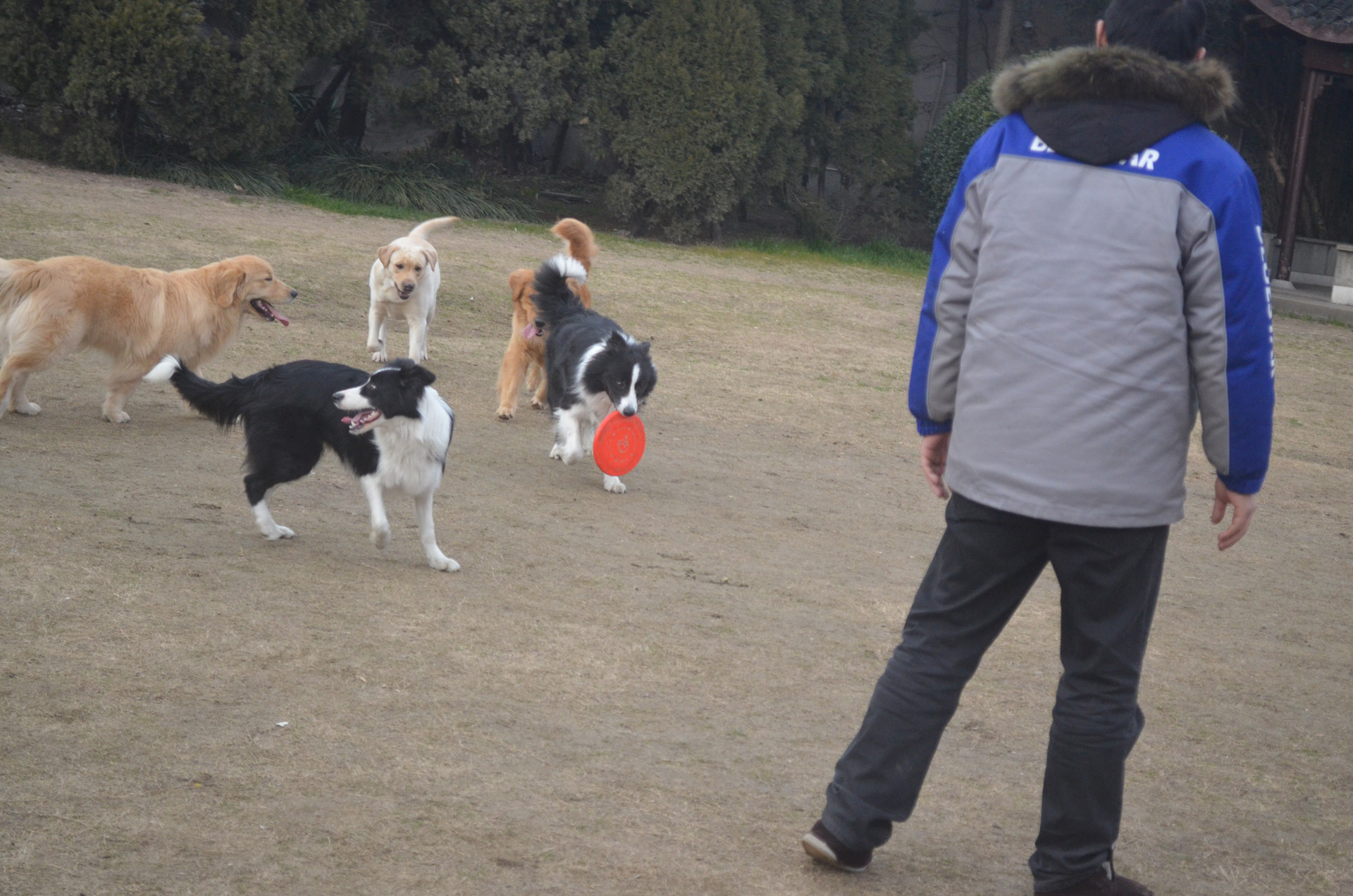 dog animal collie free photo