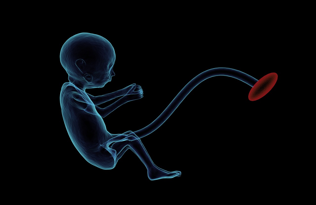 fetus placenta umbilical cord free photo