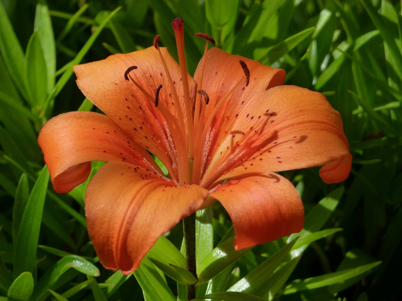 feuerlilie lilium bulbiferum flower free photo