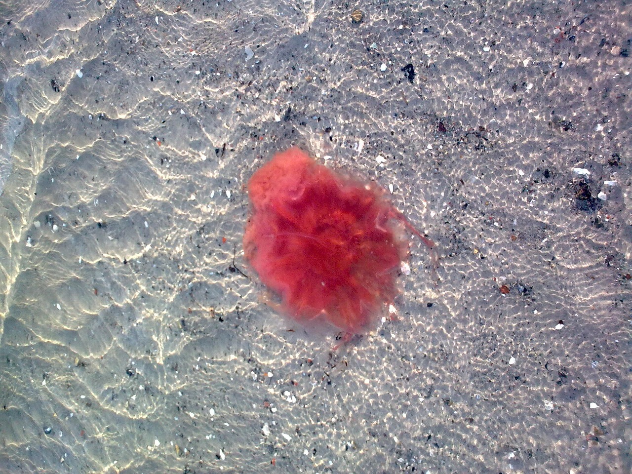 feuerqualle sea water beach jellyfish free photo