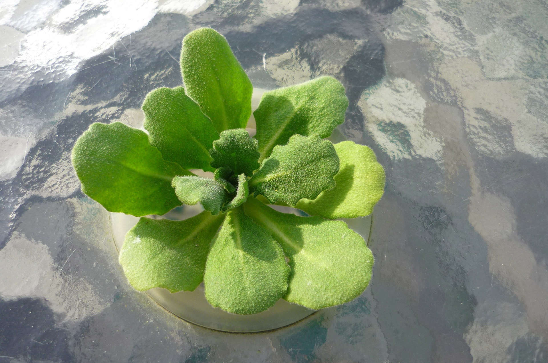 foliage glass leaves # 1 free photo