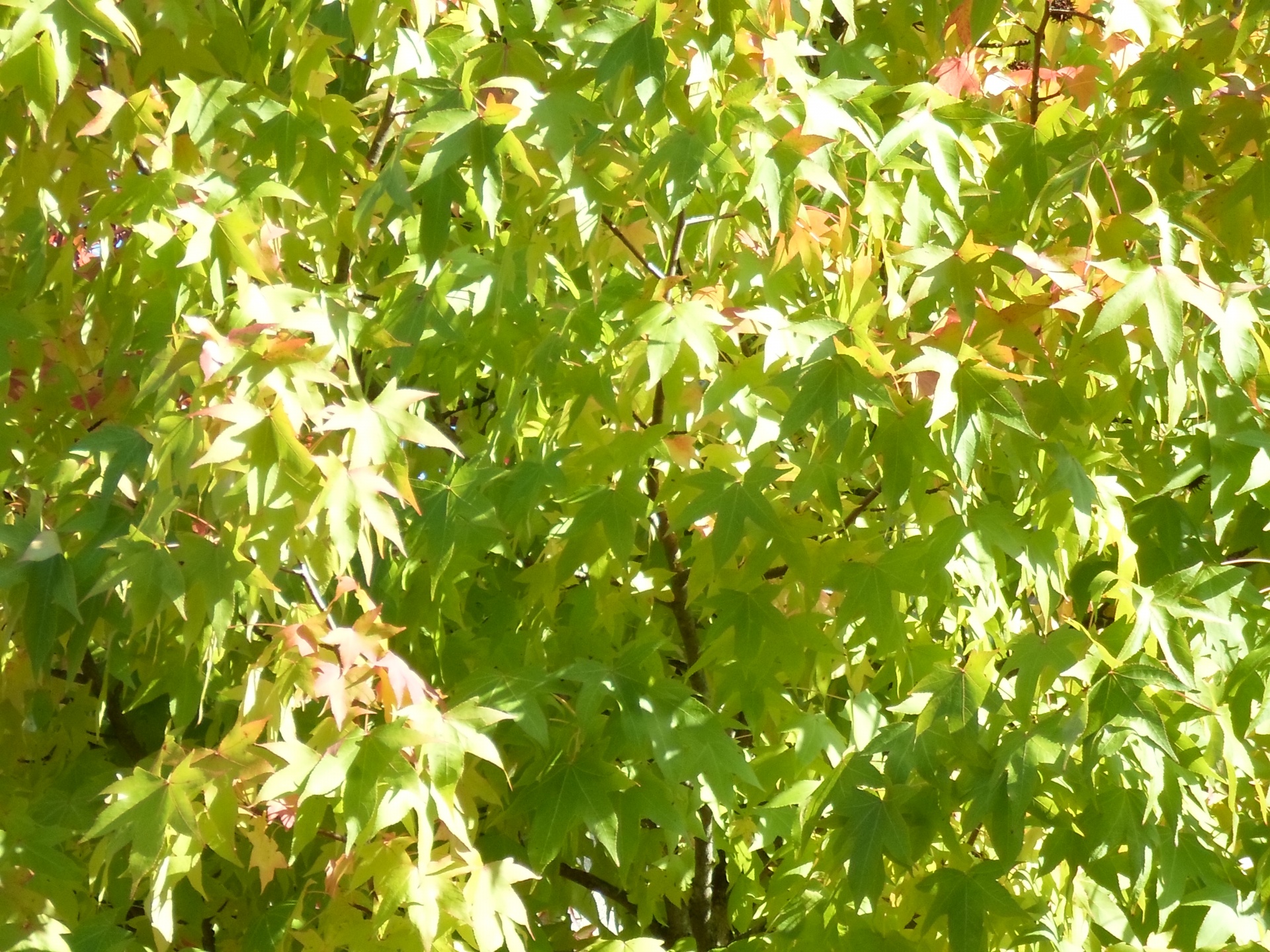 stem leaf foliage free photo