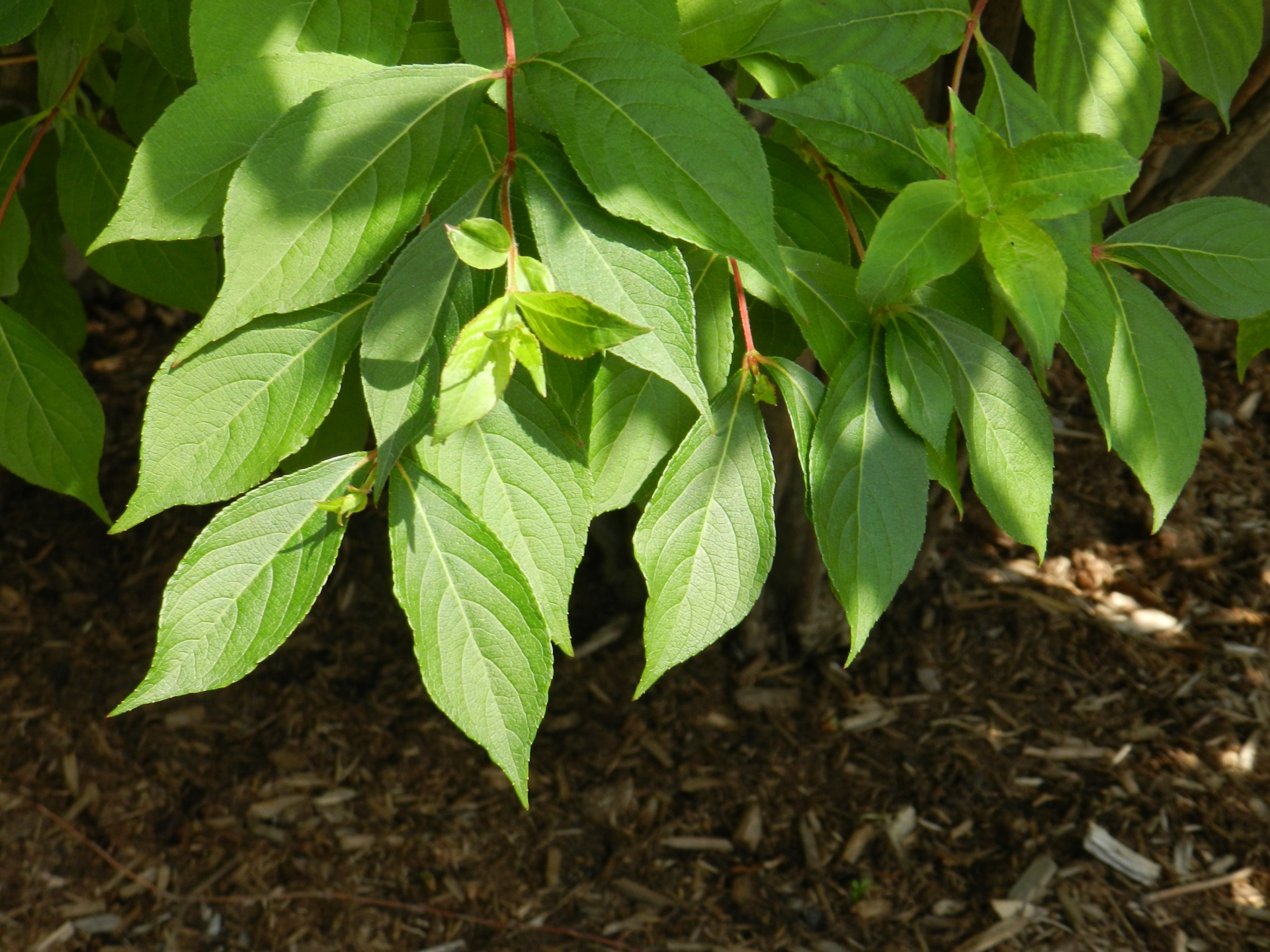 leaves foliage green free photo