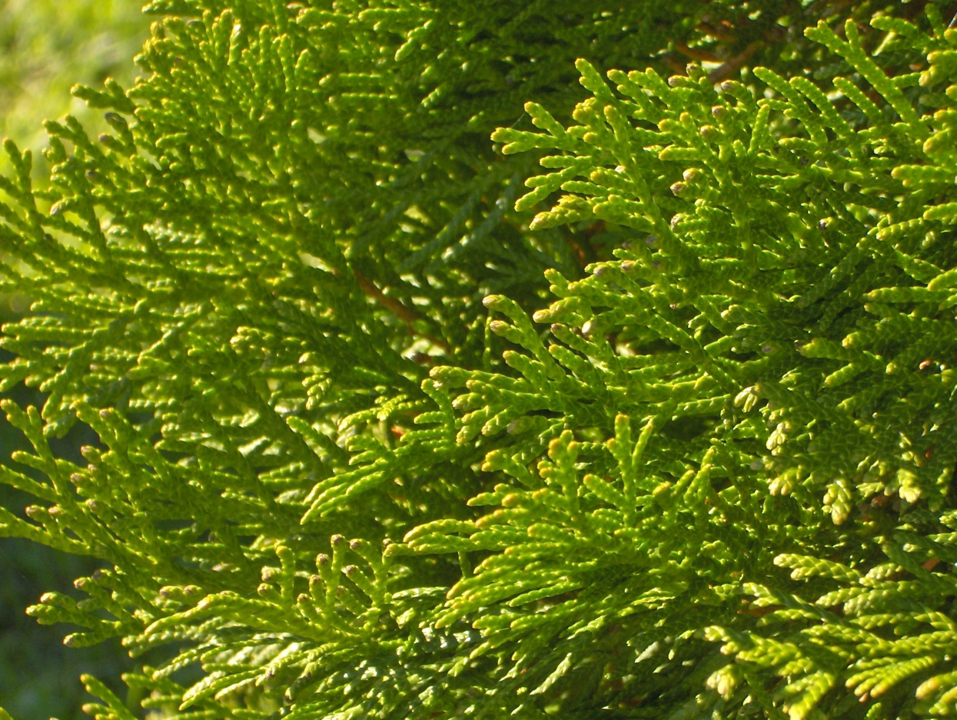 leaf cedar tree free photo