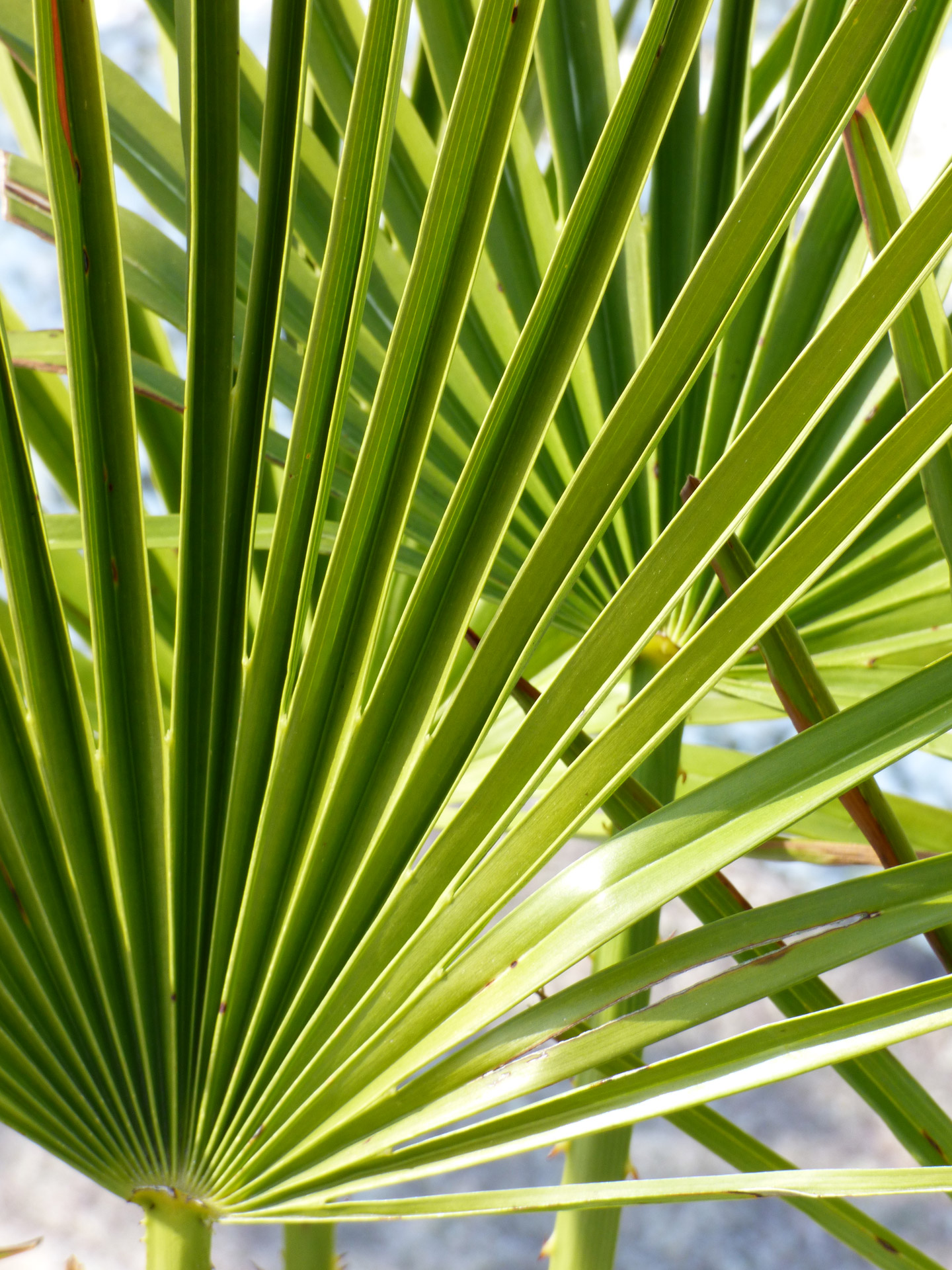 flower stem spring free photo