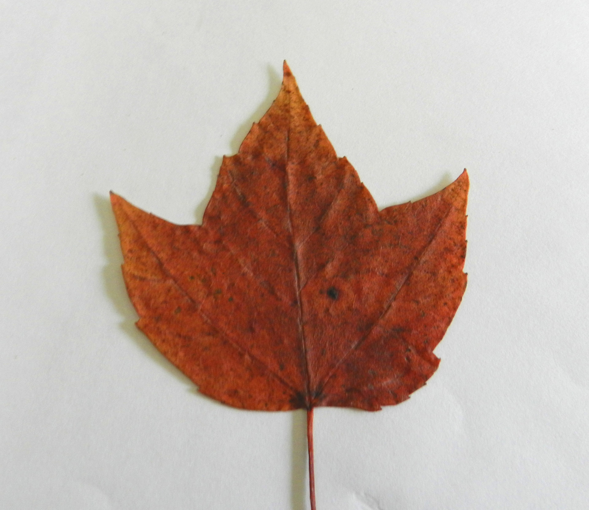 maple leaf fall free photo