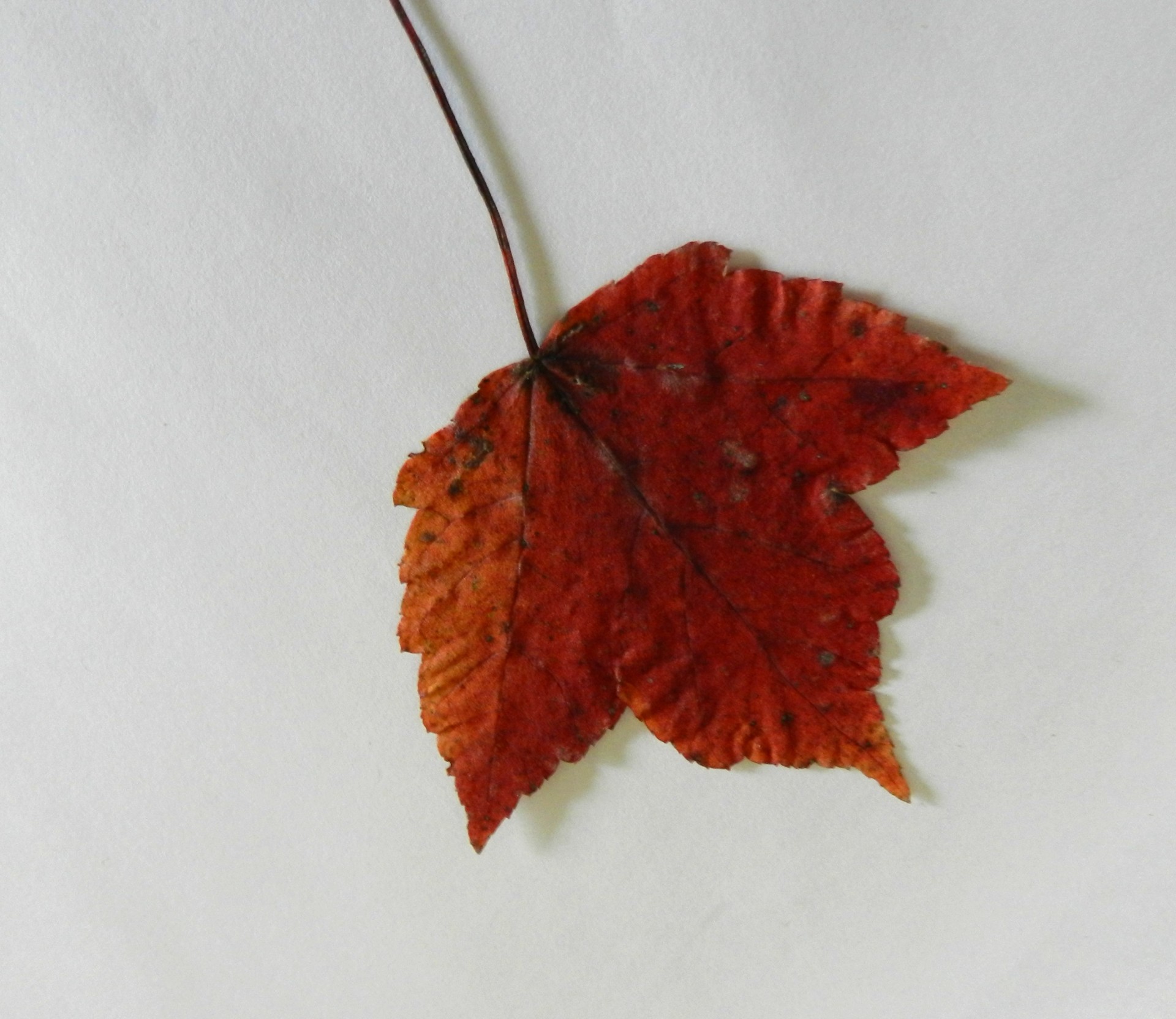 leaf maple autumn free photo