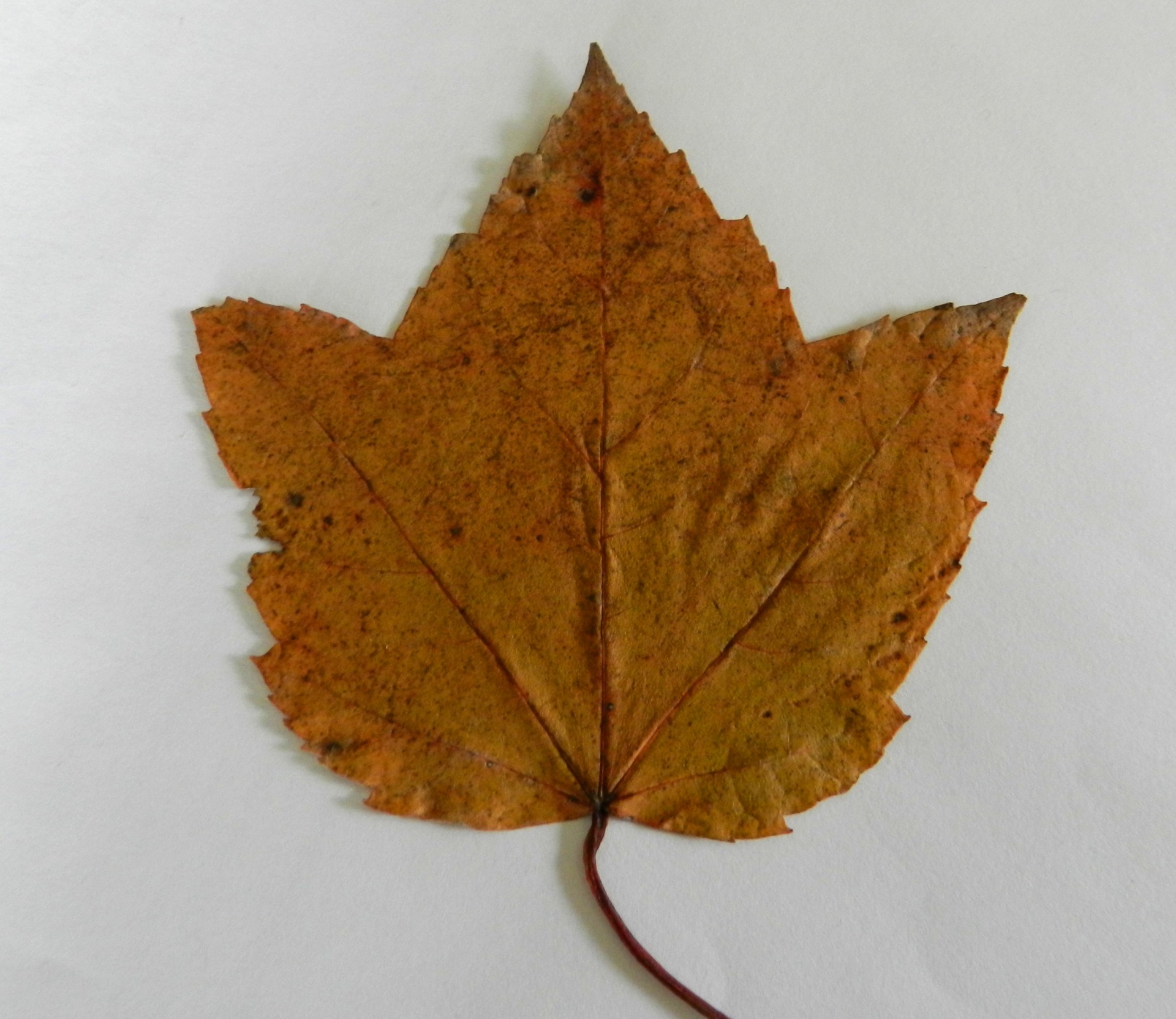 leaf maple autumn free photo