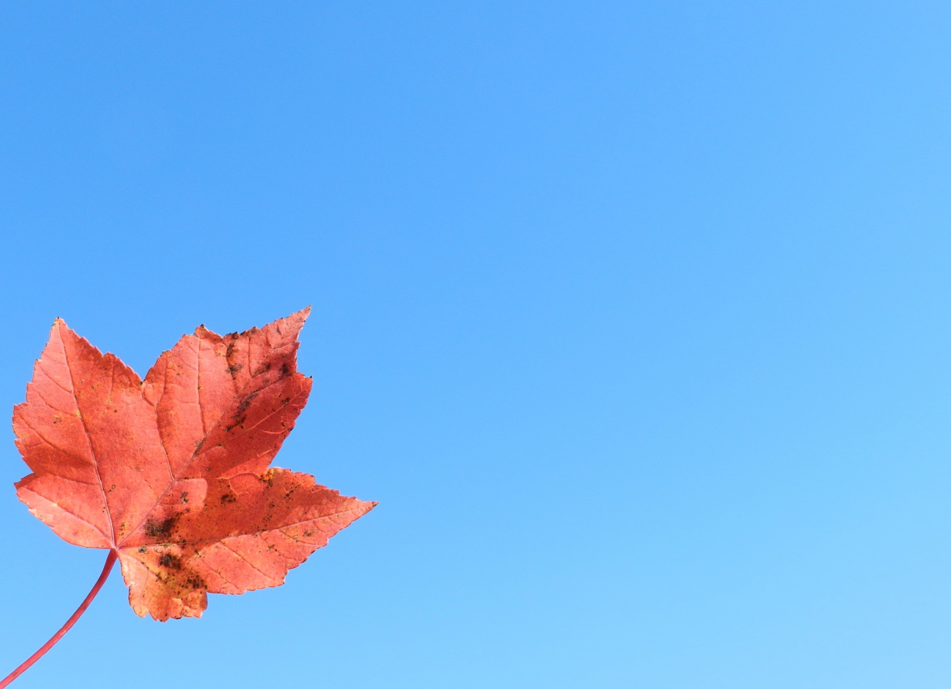 dry leaf maple free photo