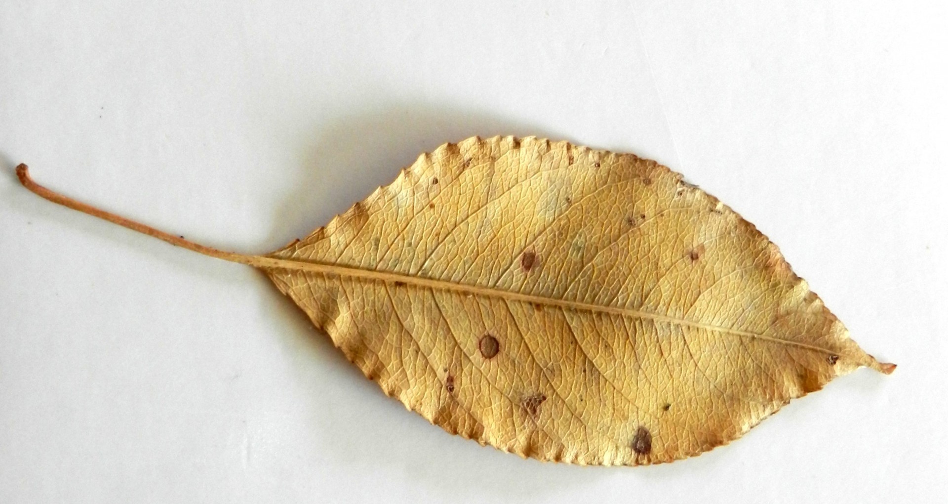 dead leaf golden autumn free photo