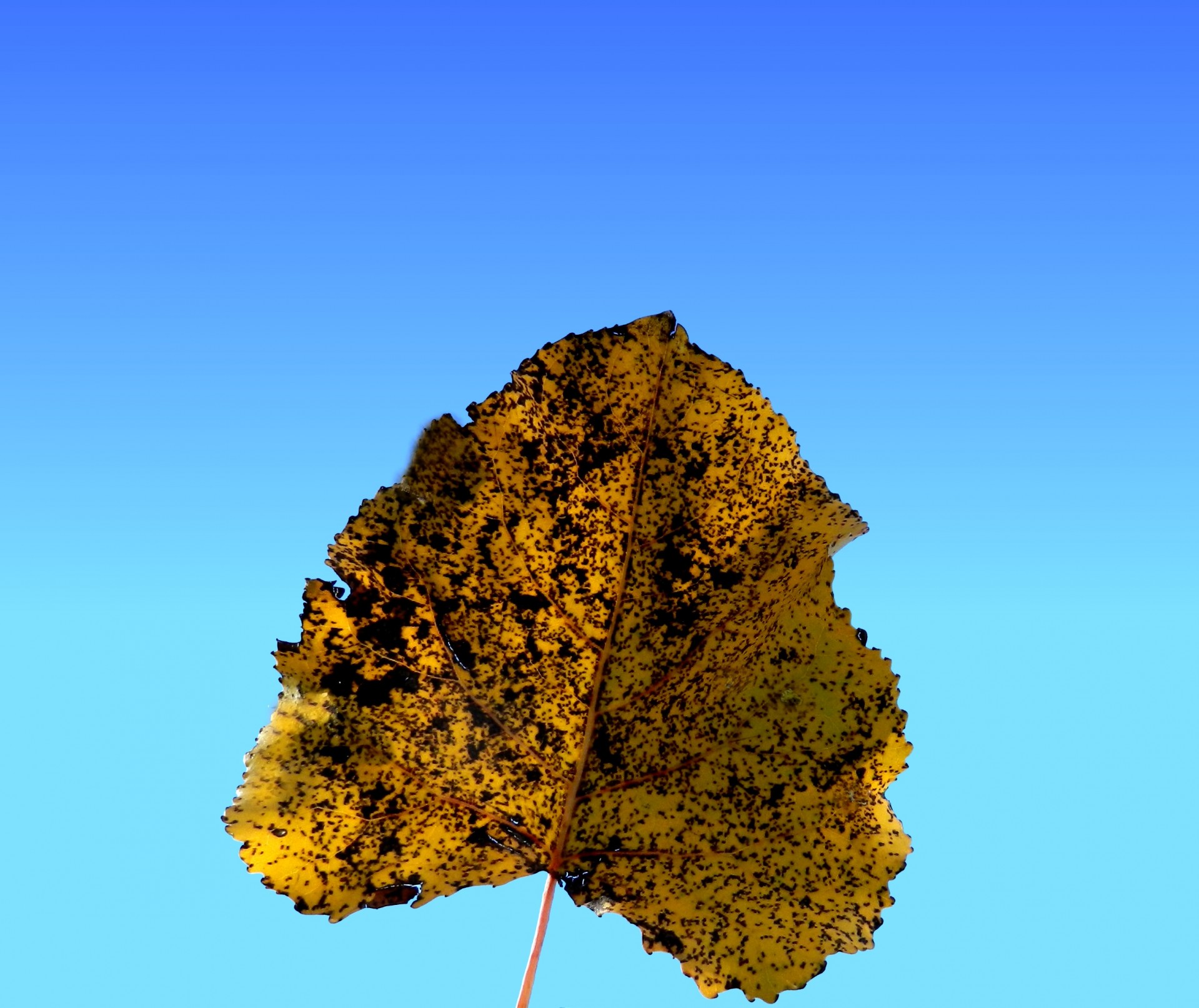 dead leaf golden autumn colors free photo