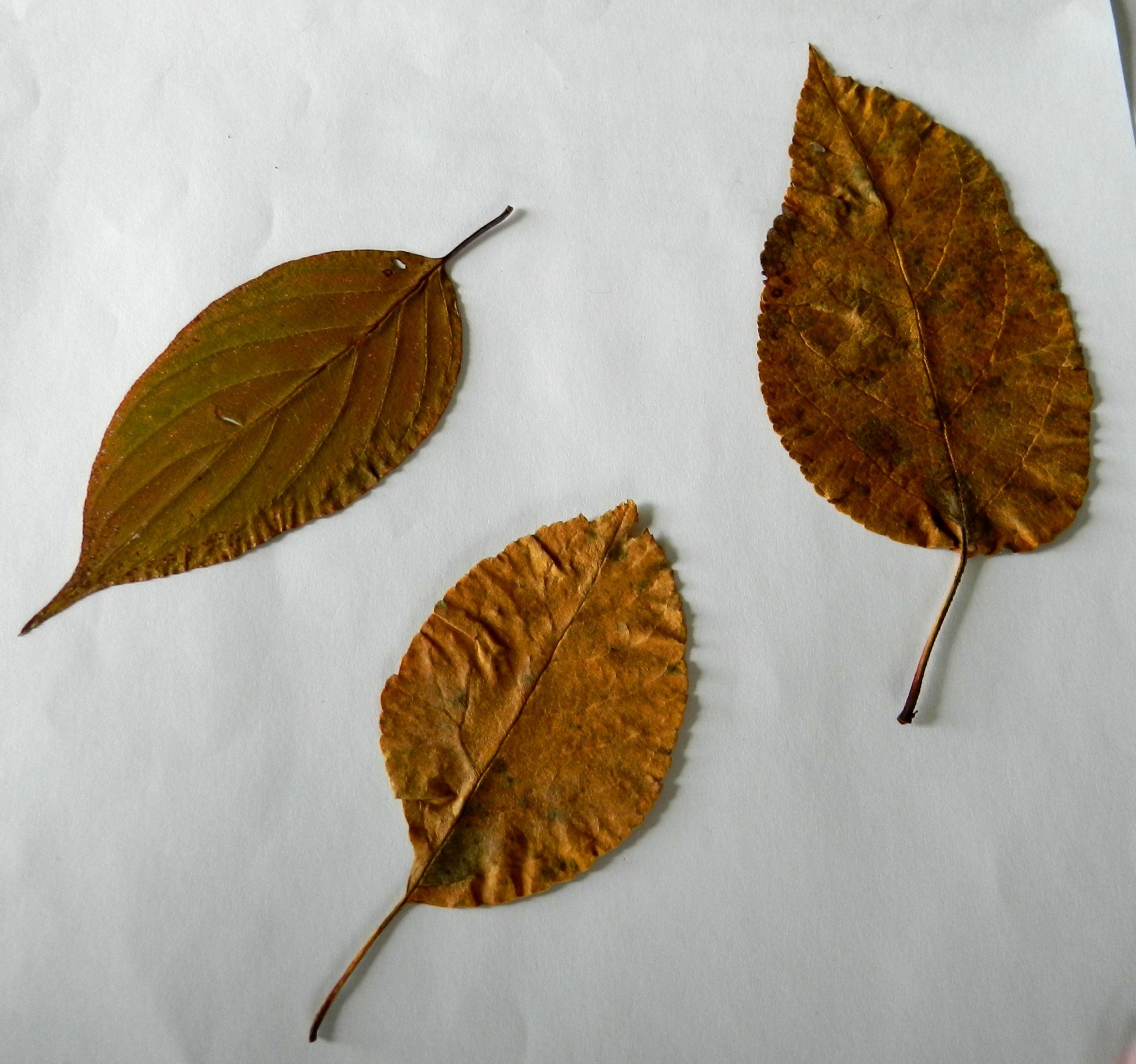 leaf dried fall free photo