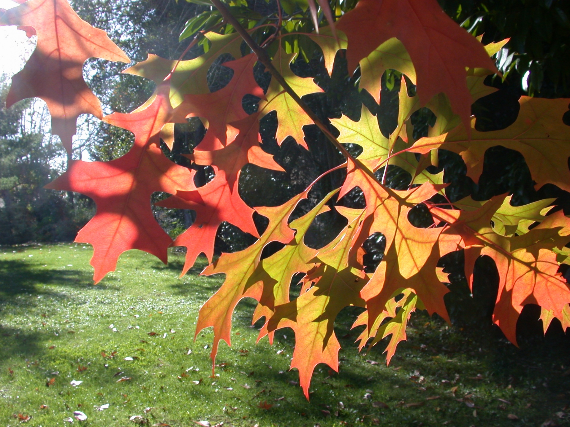 tree red leaves free photo