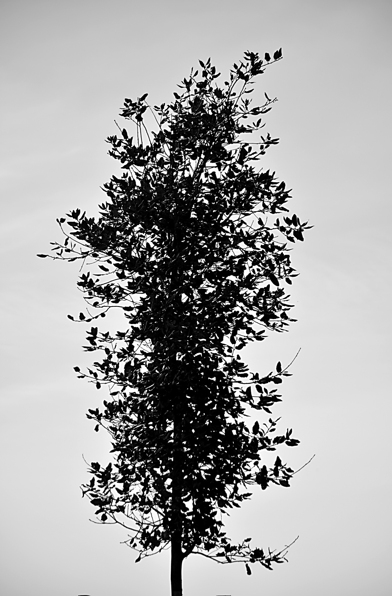 tree botanical black white free photo