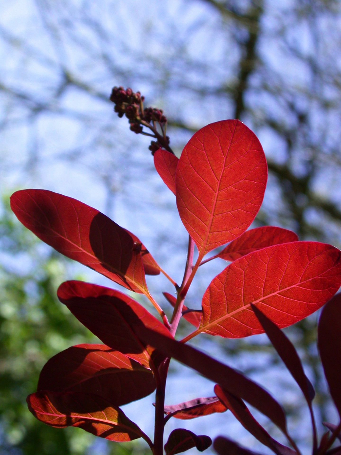 light sun leaf free photo