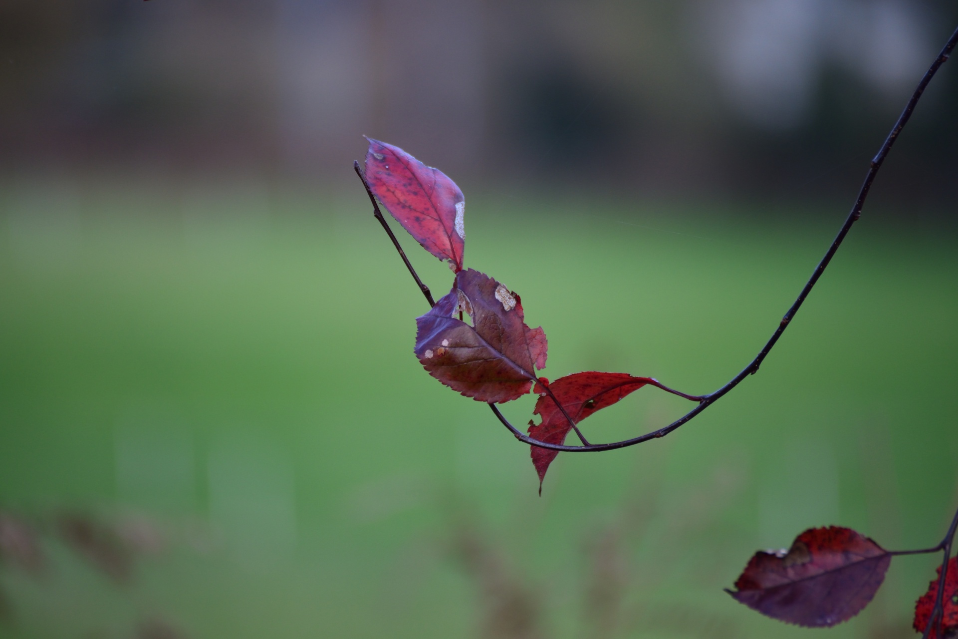 leaves branch plant free photo