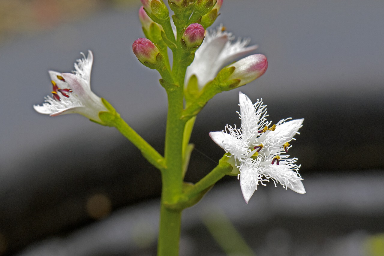 fever dress  menyanthes  menyanthes trifoliata free photo