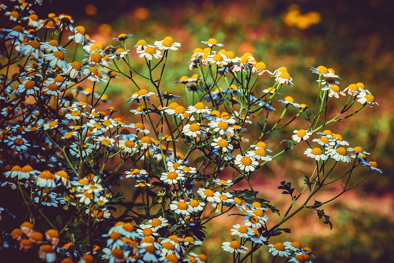 feverfew  blossom  bloom free photo