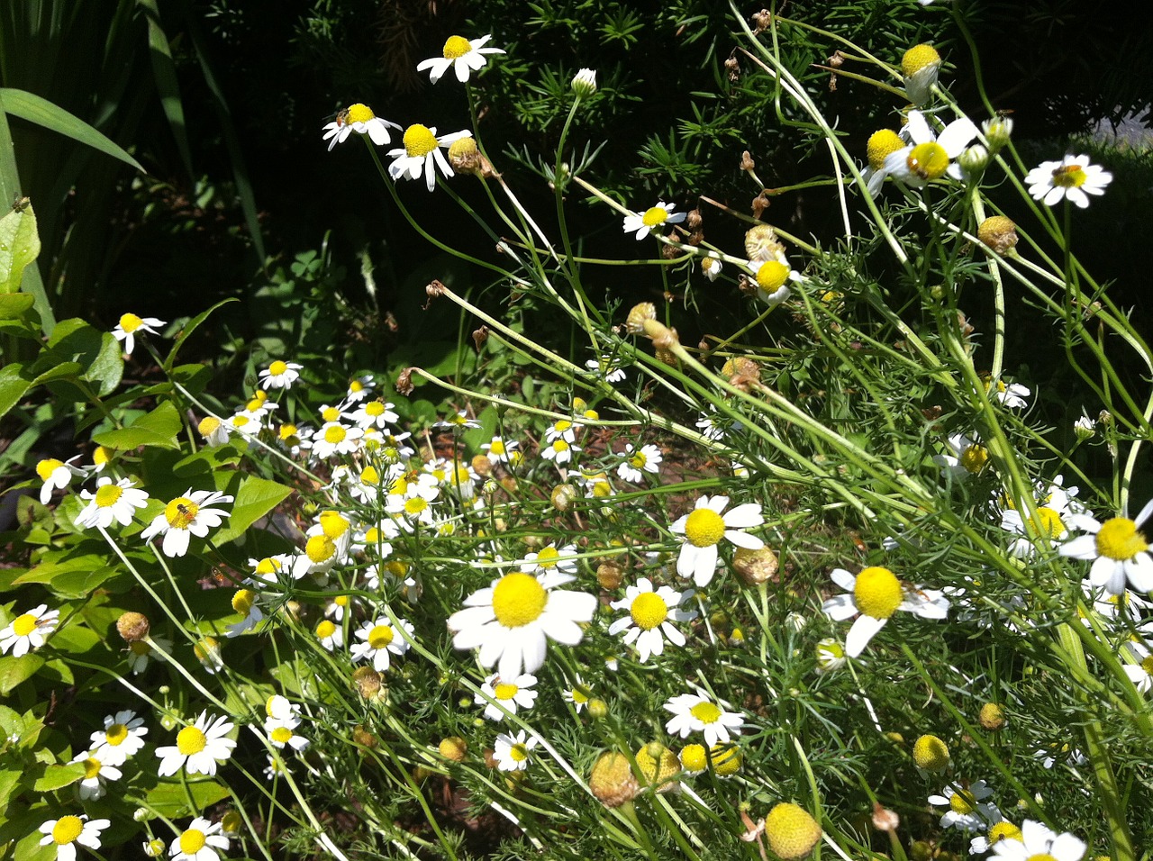 feverfew flowers wildflower free photo