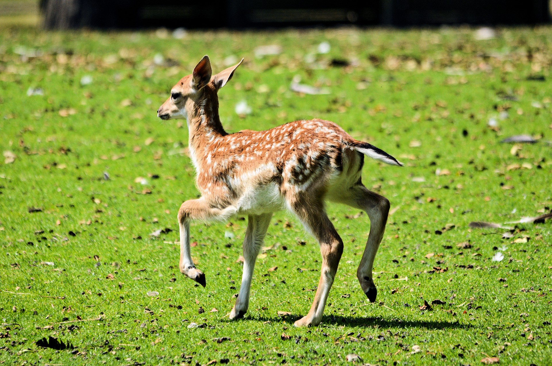 deer noble animal animal free photo