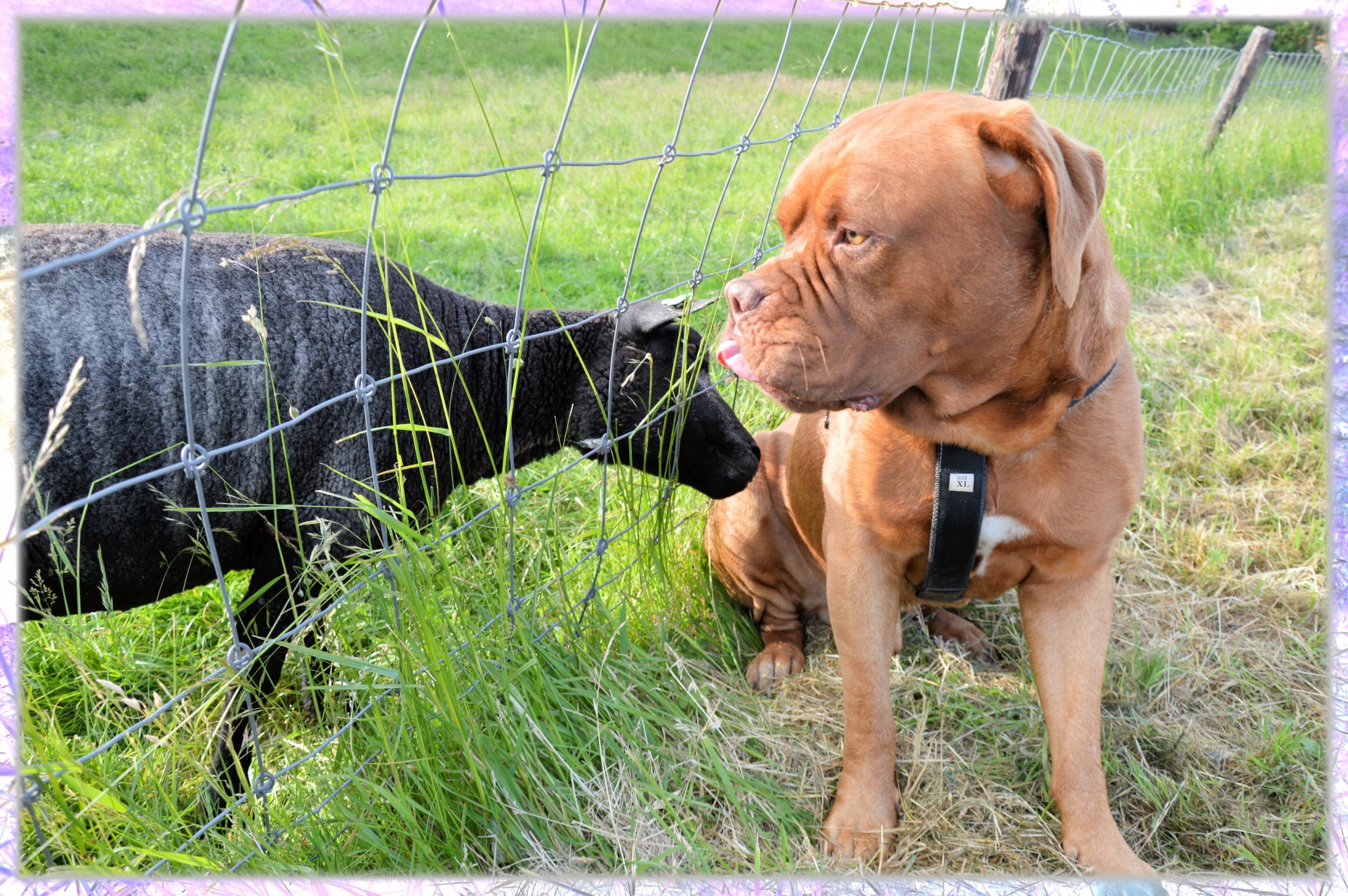 sheep dog bordeaux free photo