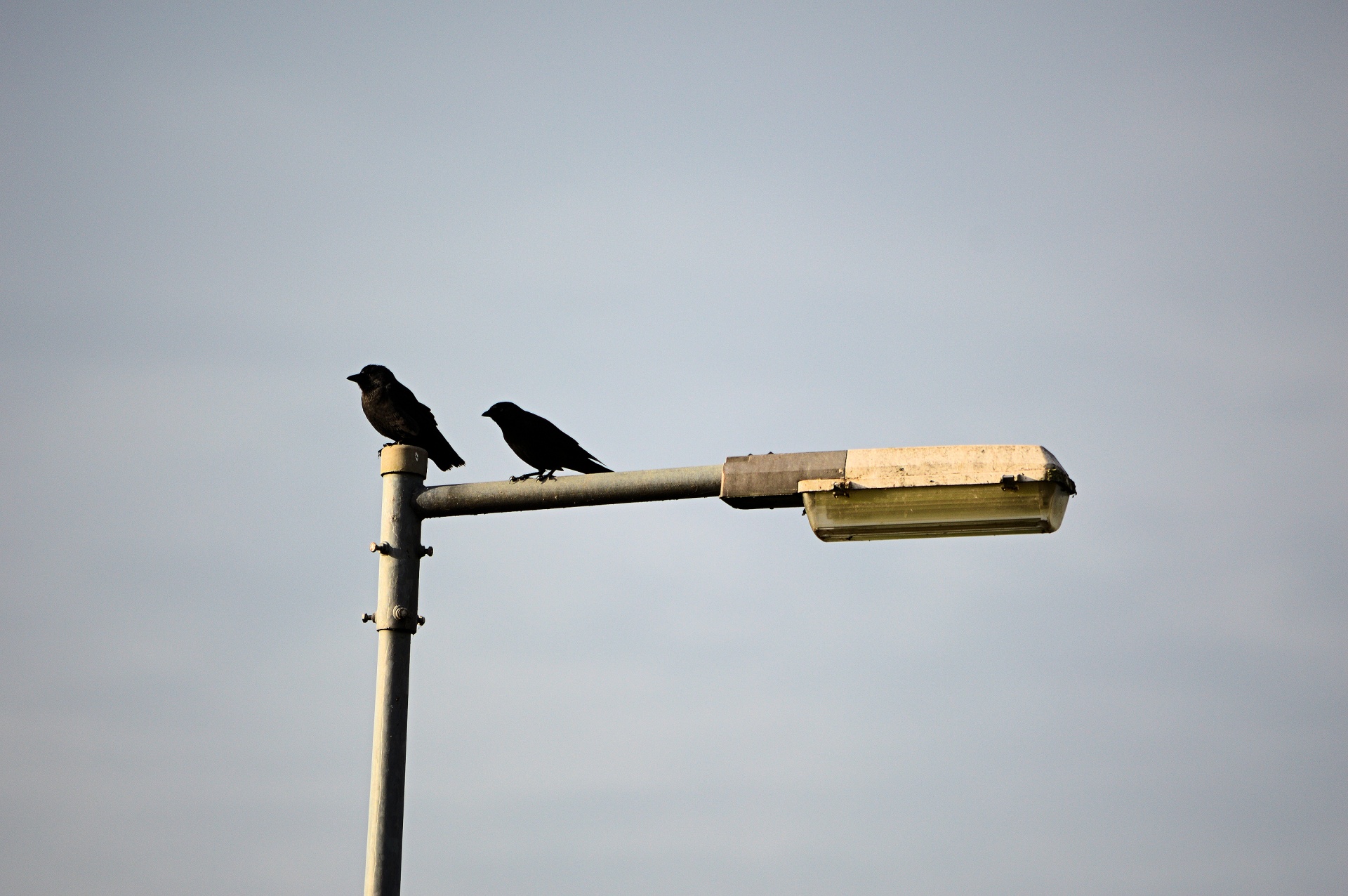 rest lamppost birds free photo