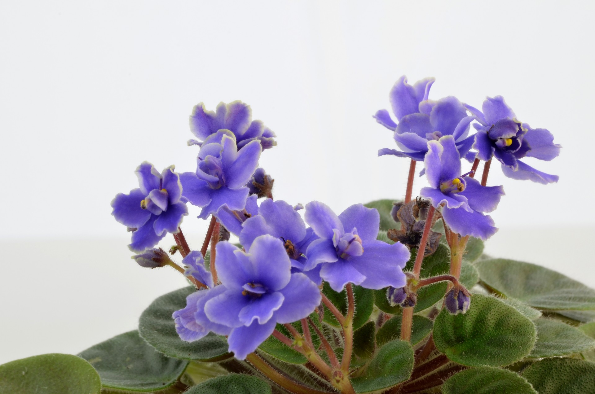 flower flora violet free photo