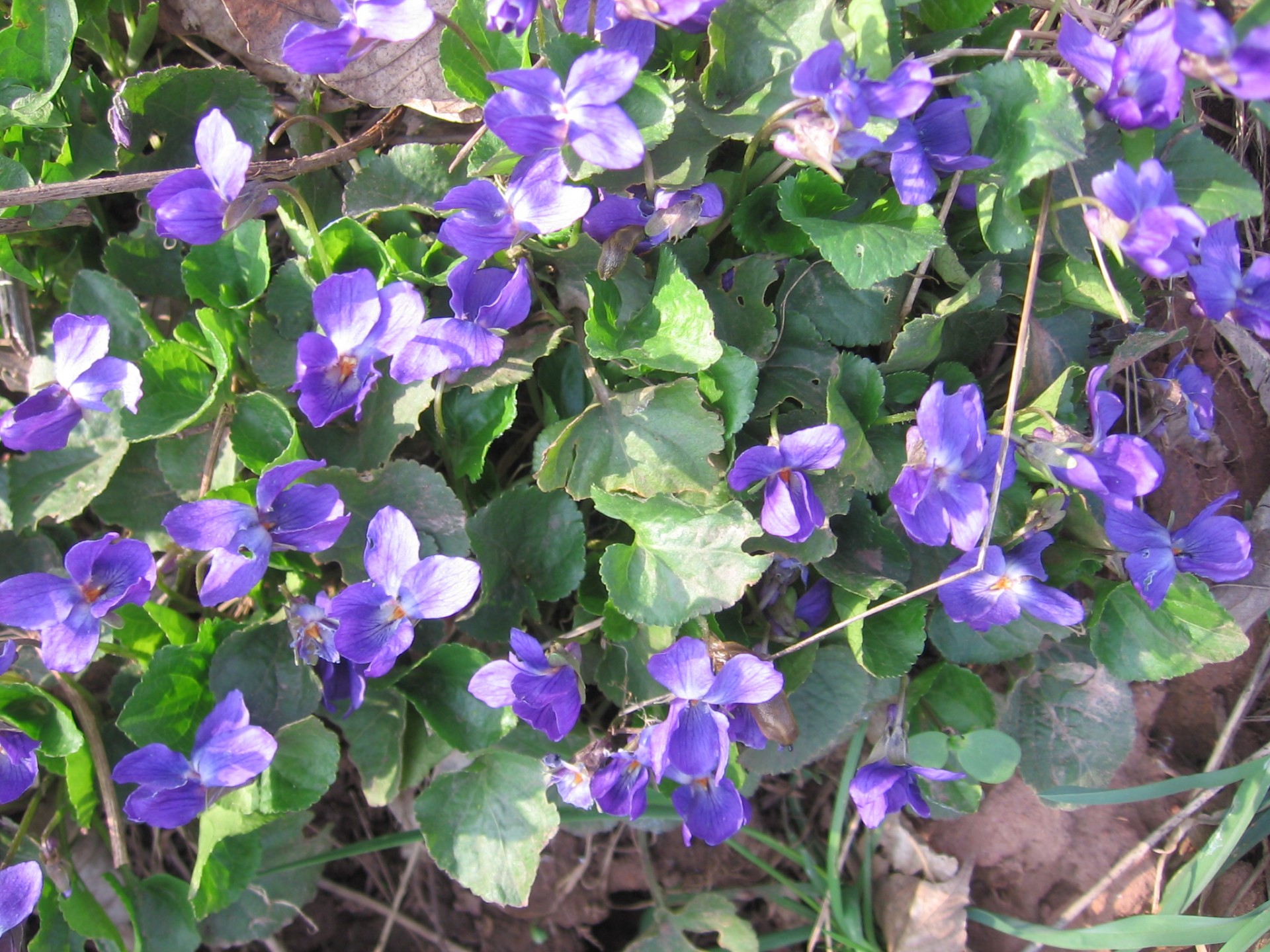 spring flowers violets free photo