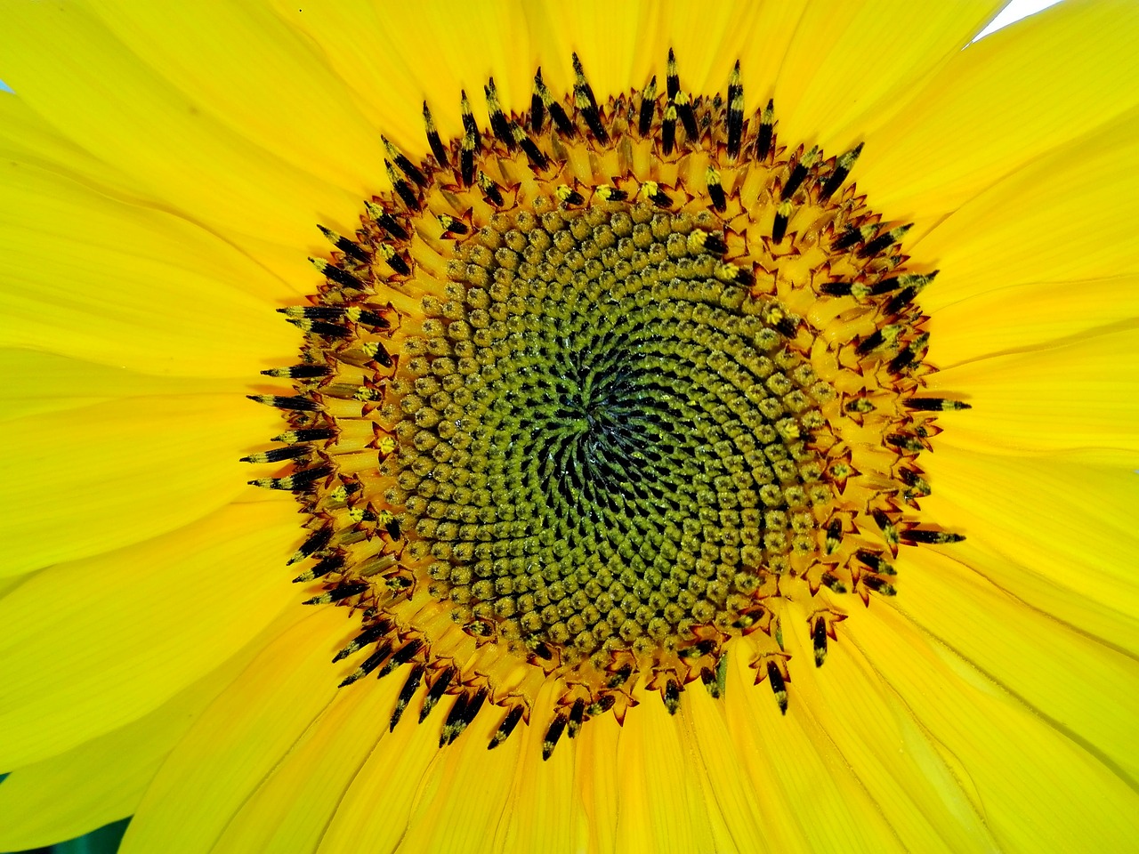 fibonacci sun flower yellow free photo