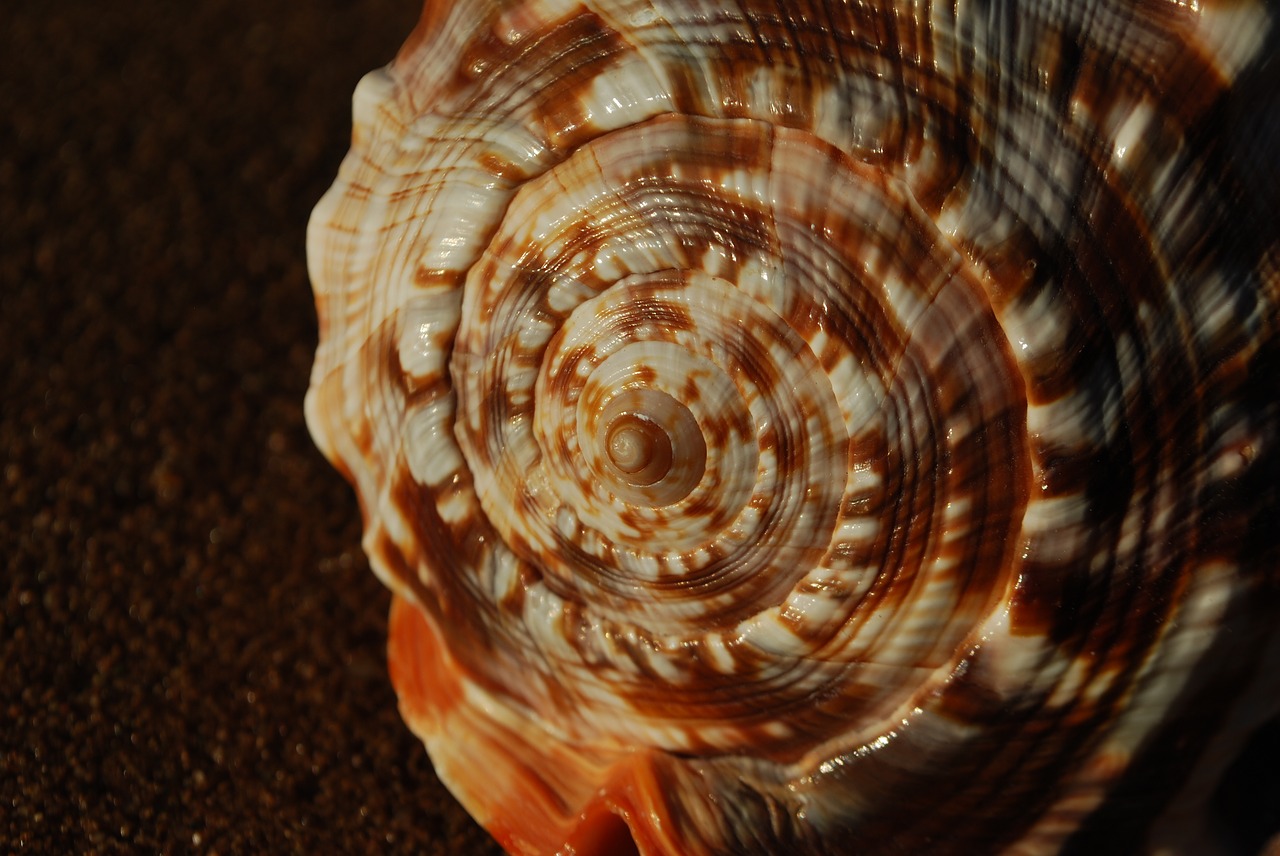 fibonacci  spiral  mathematical spiral free photo