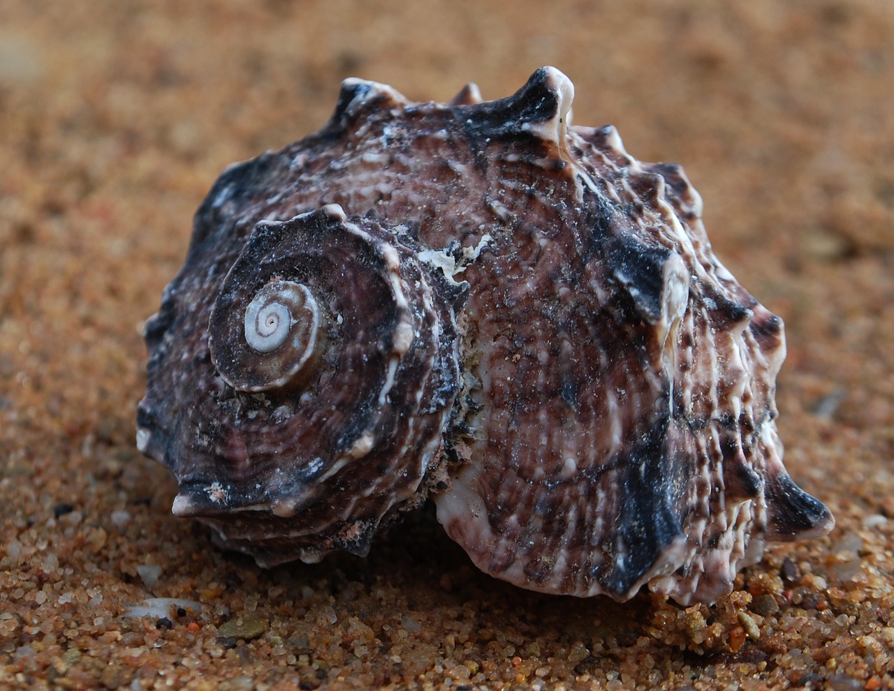 fibonacci  spiral  seashell free photo
