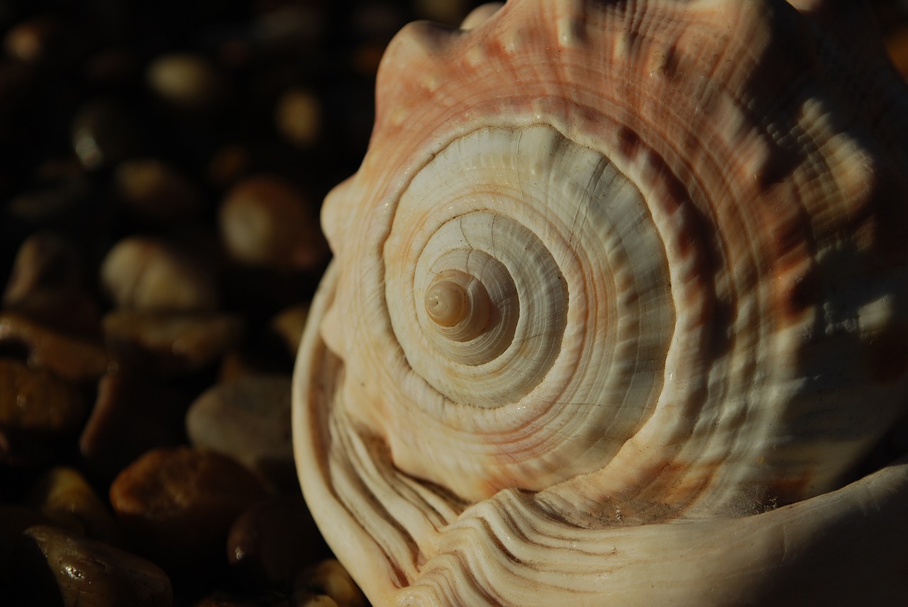 fibonacci  spiral  seashell free photo