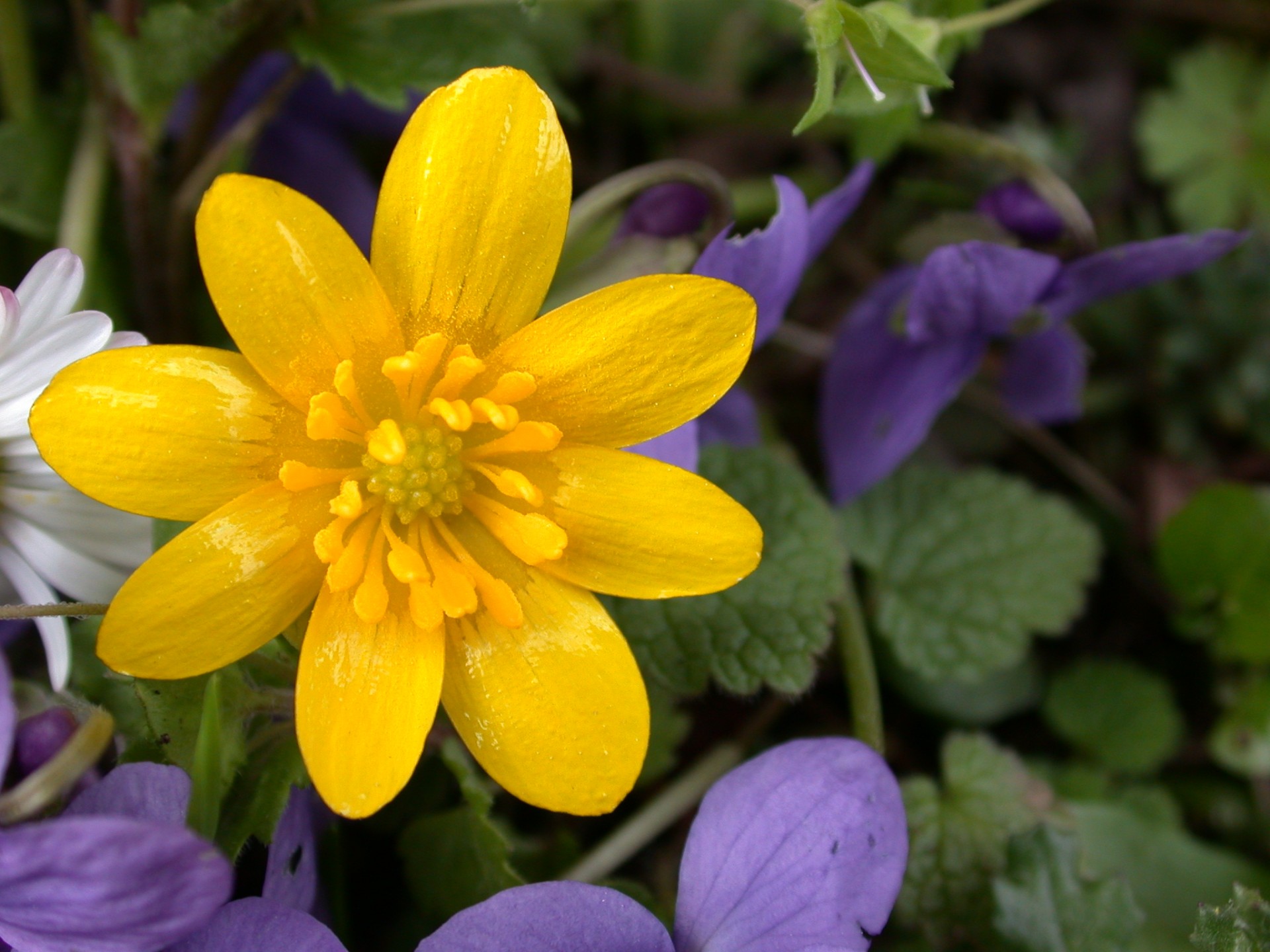 flower lesser celandine macro free photo