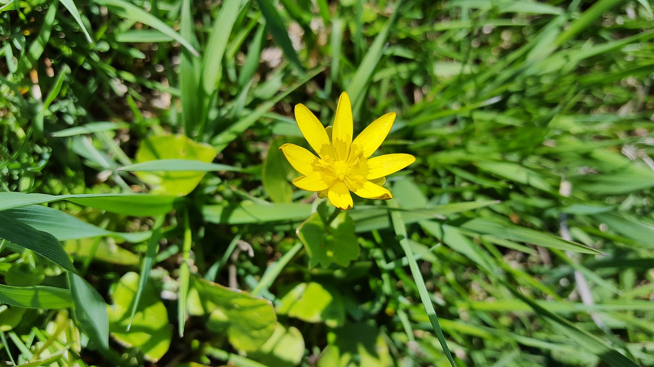 ficaria verna lesser celandine fig buttercup free photo