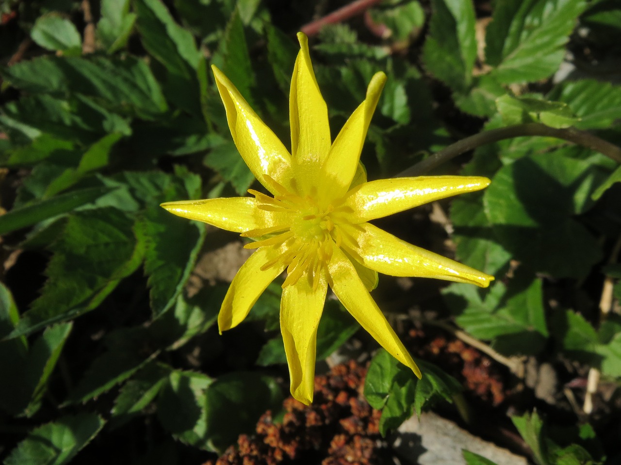 ficaria verna lesser celandine ranunculus ficaria free photo