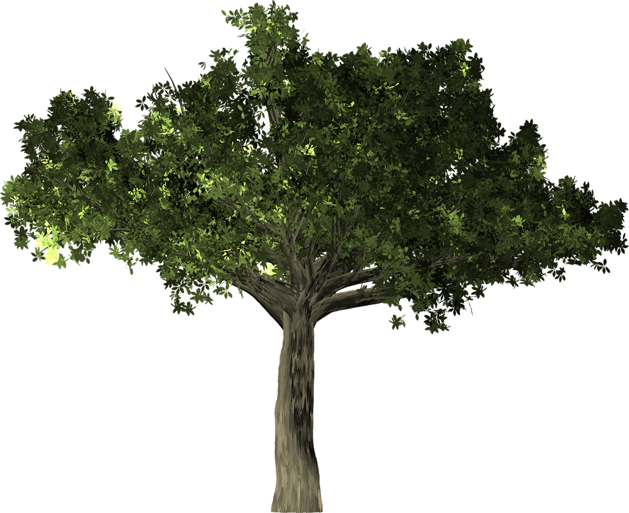 Ficus Carica Png