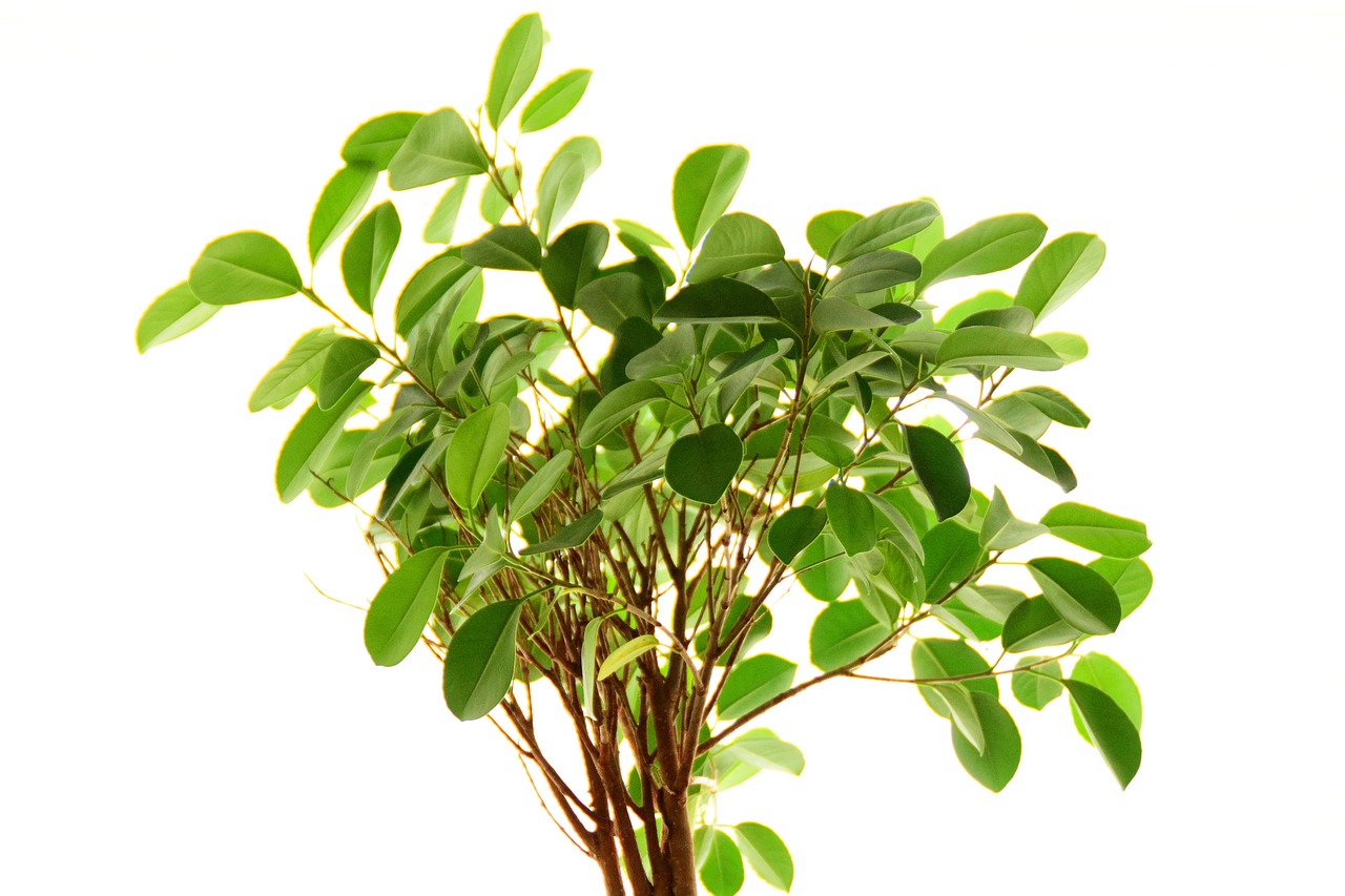 ficus plant leaves free photo