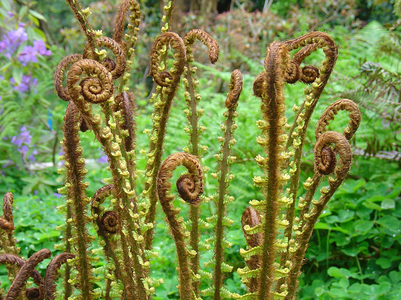 fiddlehead fern plant free photo