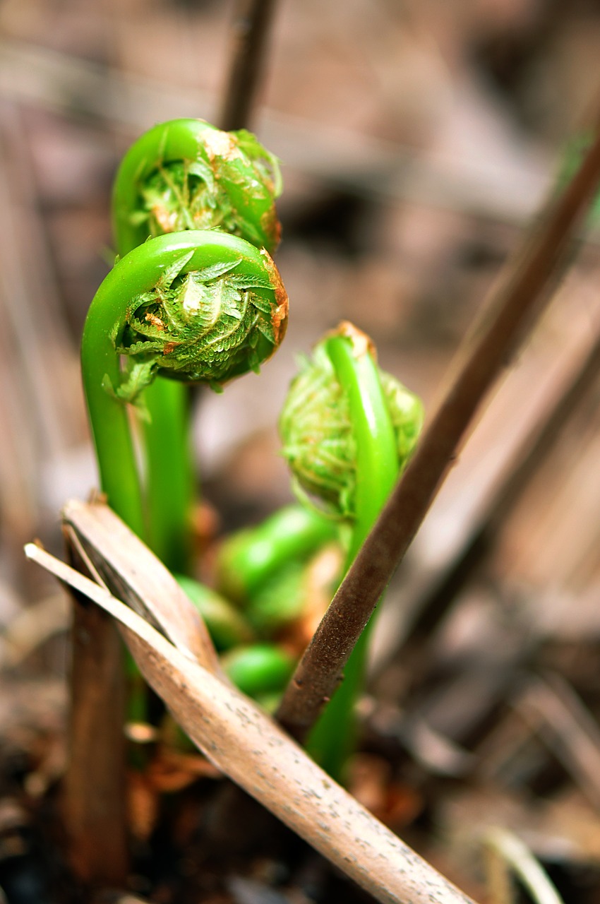 fiddlehead ferns fiddle fern free photo