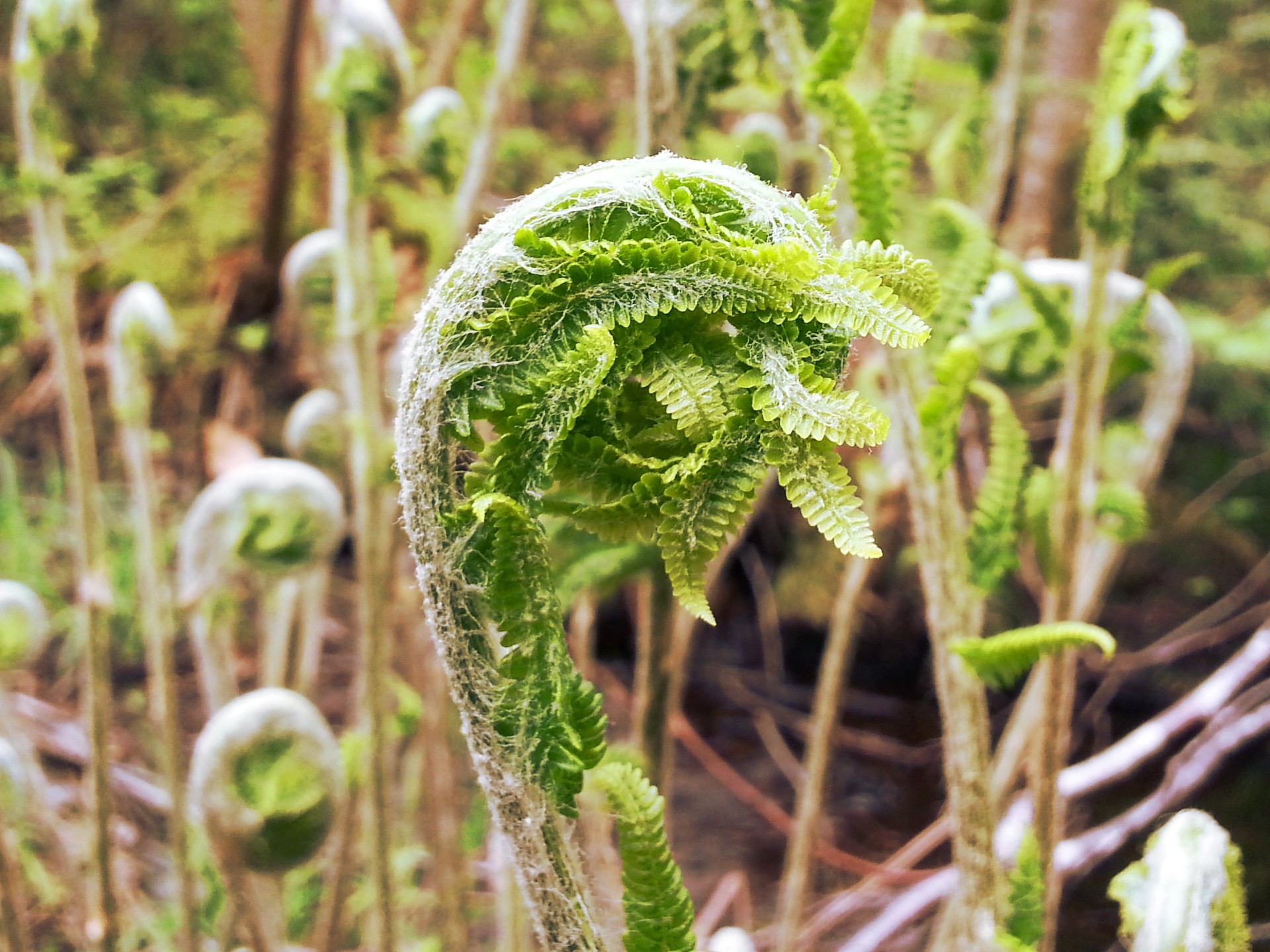 fiddleheads fern nature free photo