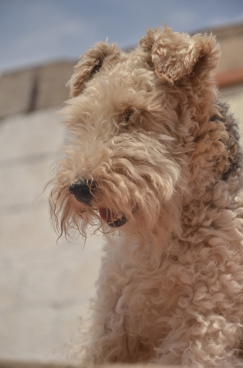 airedale terrier fidelity animals free photo