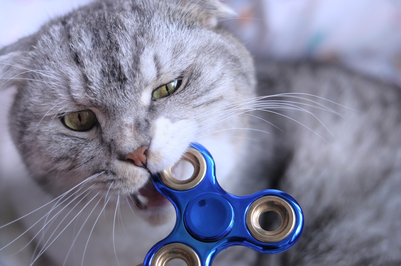 fidget spinner cat biting free photo