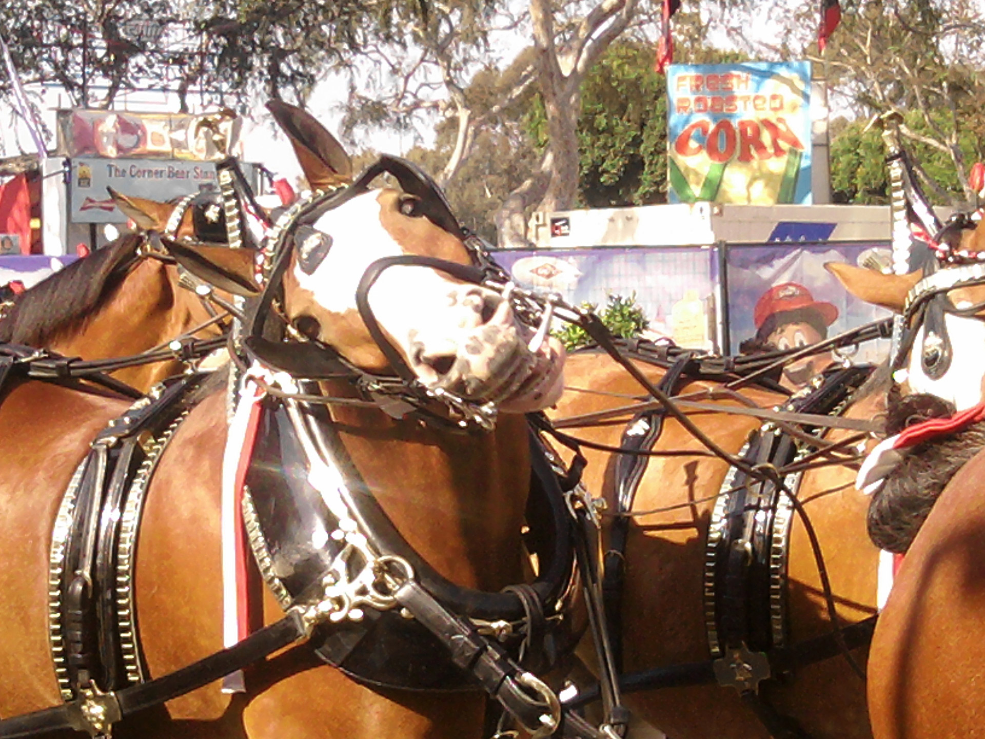 horse horses budweiser free photo