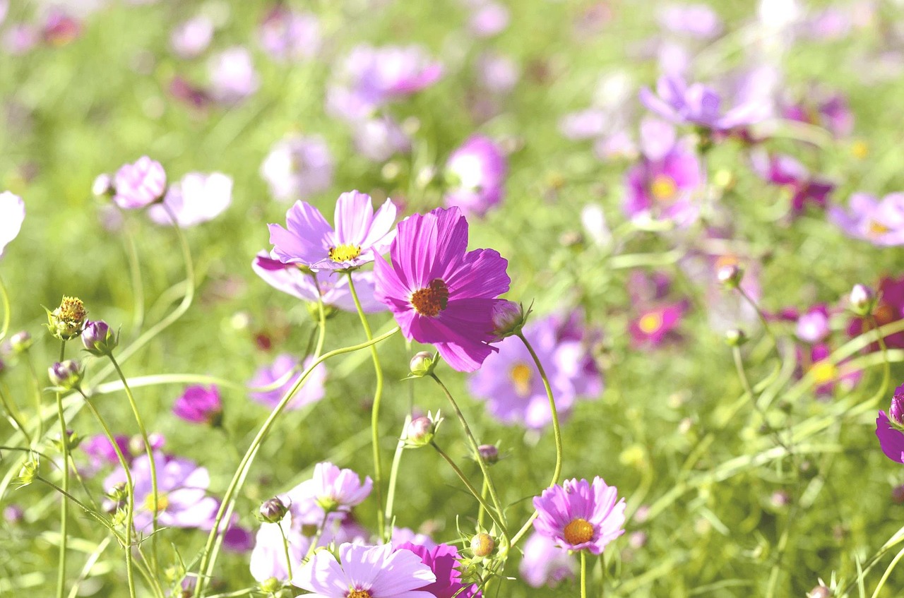 field autumn flower garden free photo