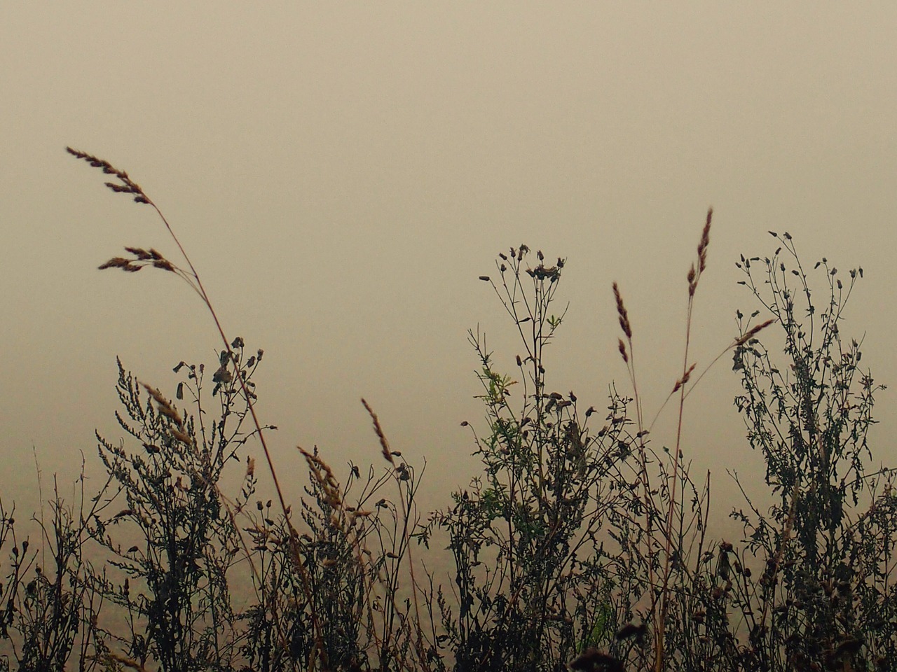 field autumn nature free photo