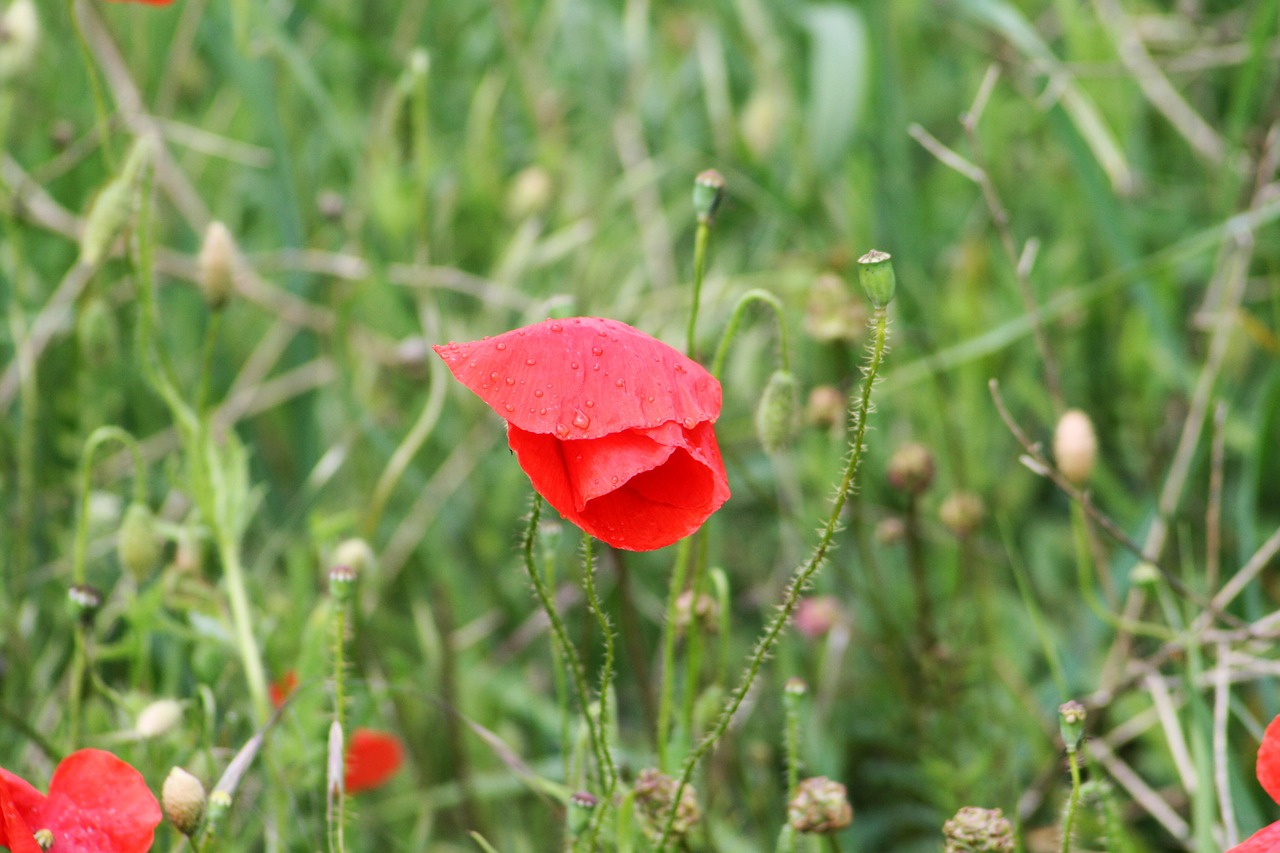 field meadow flower free photo