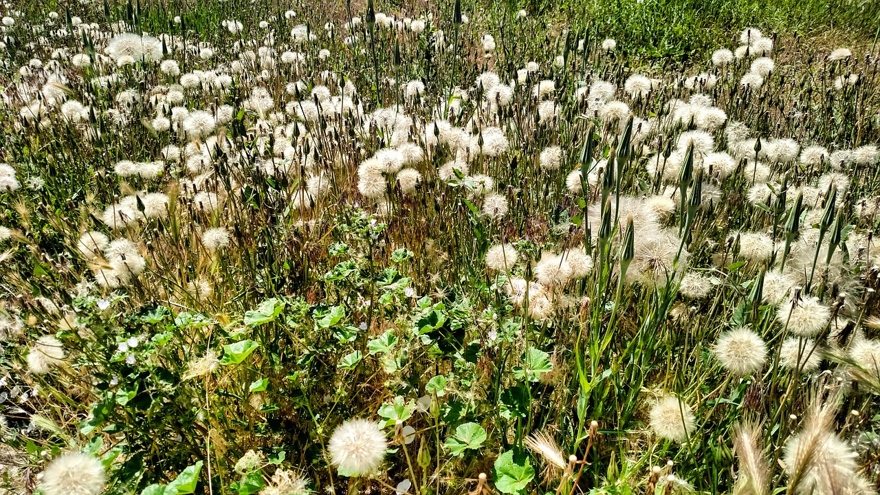 field green nature free photo