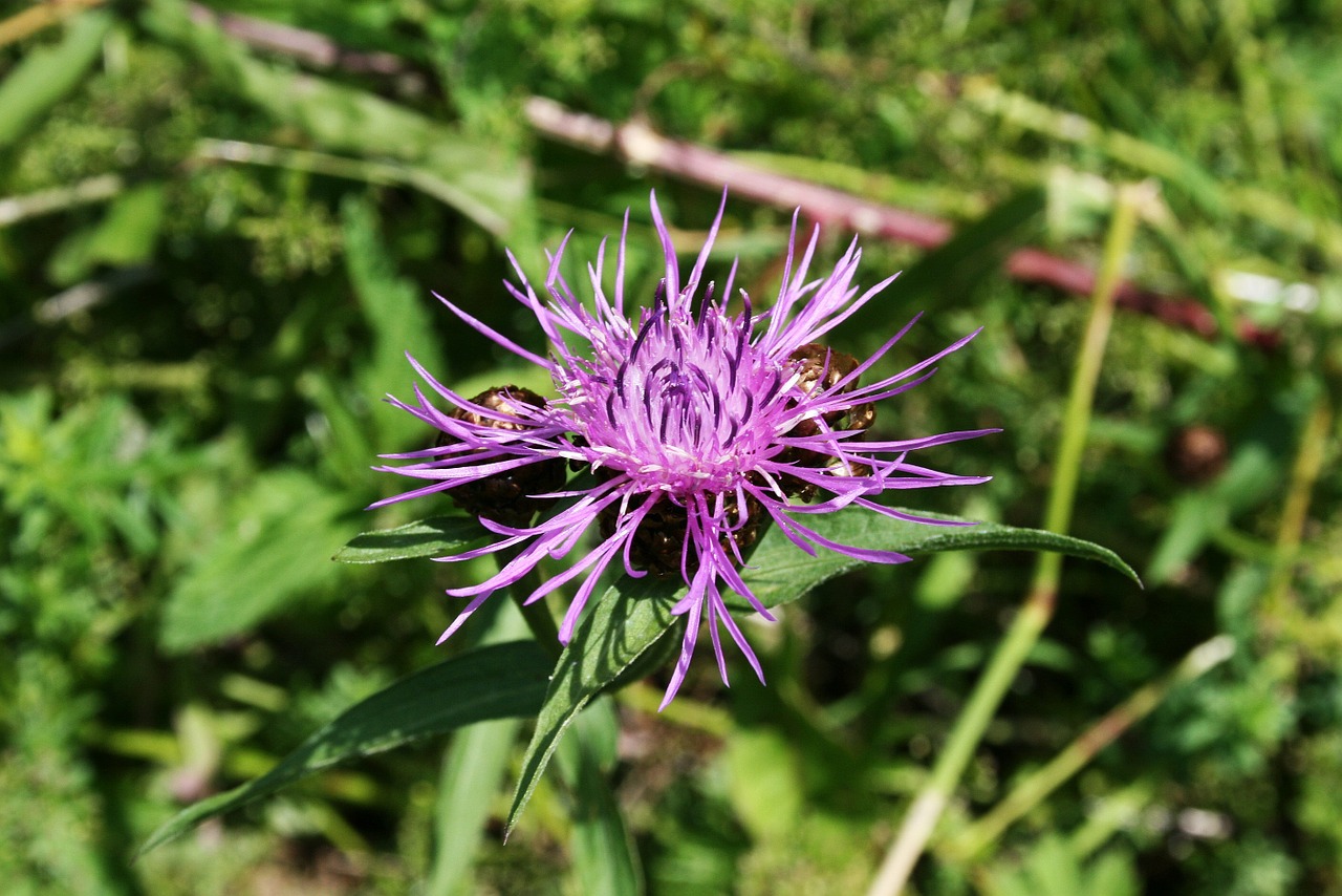 field meadow flower flower free photo