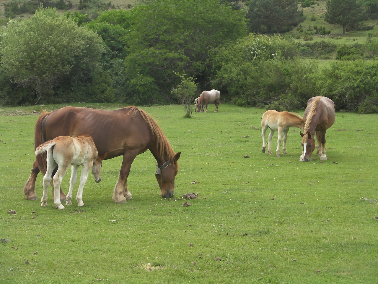 field horses animals free photo